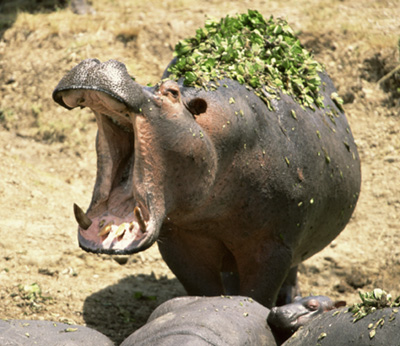 hippopotamus.jpg